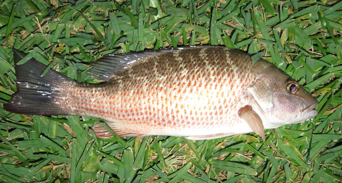 snappercrop.jpg