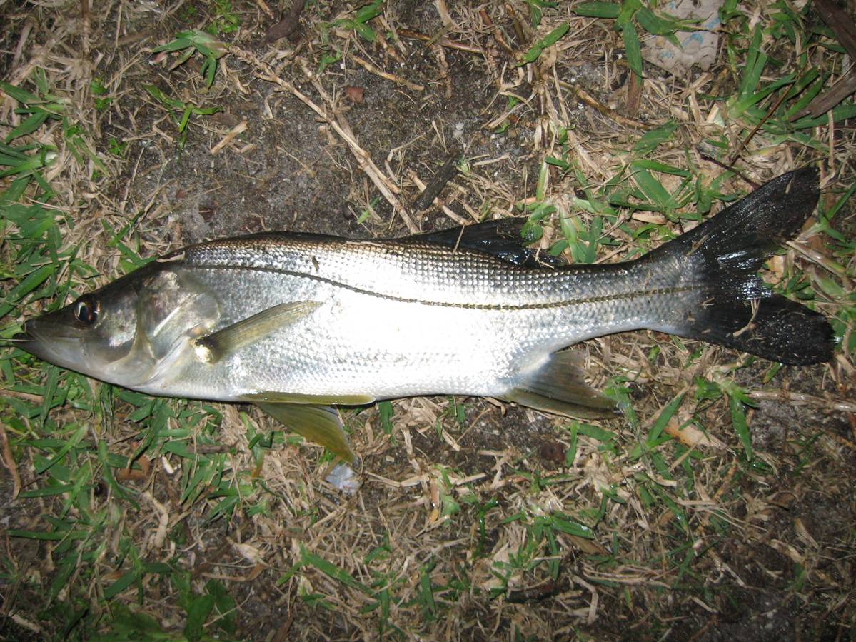 image039.jpg